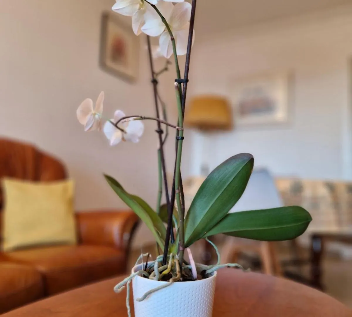 Juan-Les-Pins Centre Apartment Antibes 0*,